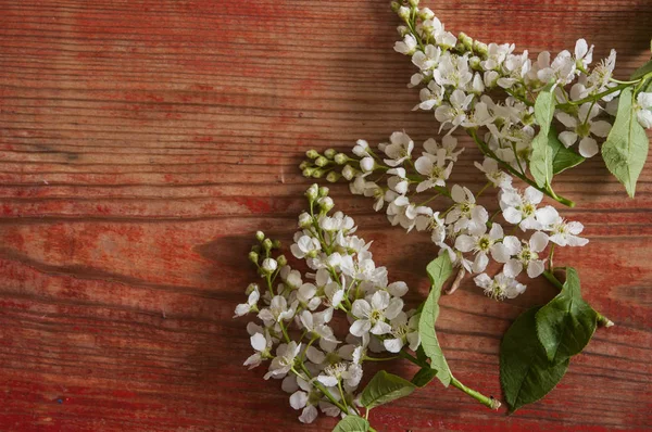 Primavera naturaleza fondo con hermosa flor —  Fotos de Stock