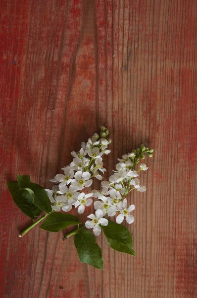 Primavera natureza fundo com linda flor — Fotografia de Stock