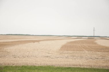 Ekmek ve yiyecek üretmek için yazın hasat zamanı.