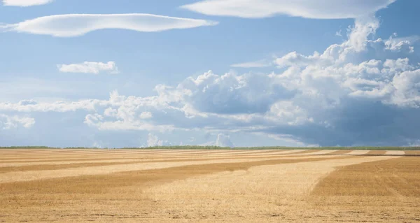 Wheat ready to be harvest in the summer to produce bread and foo — Stock Photo, Image