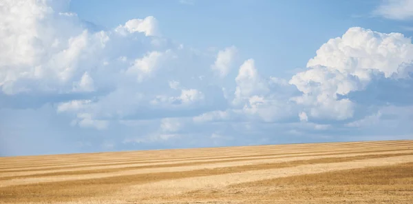 Trigo listo para ser cosechado en verano para producir pan y foo — Foto de Stock