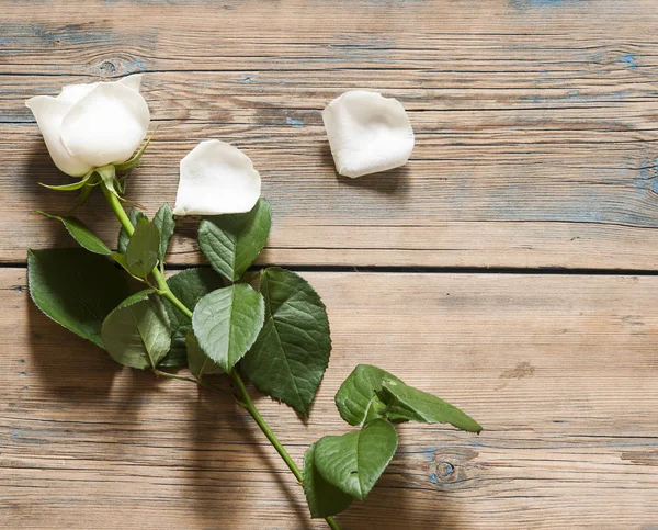 Roses blanches sur une vieille table en bois blanc — Photo