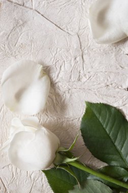 eski beyaz kağıt üzerinde gül buketi.