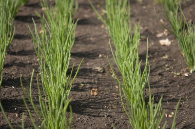 Soğan yatağı sıradan ampul. Slebli yaprakları ve baharatlı vegetab