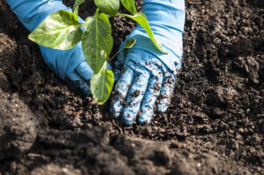 eller toprağa bir fidan dikim