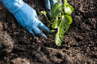 eller toprağa bir fidan dikim