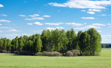 yeşil tarla ve mavi gökyüzü