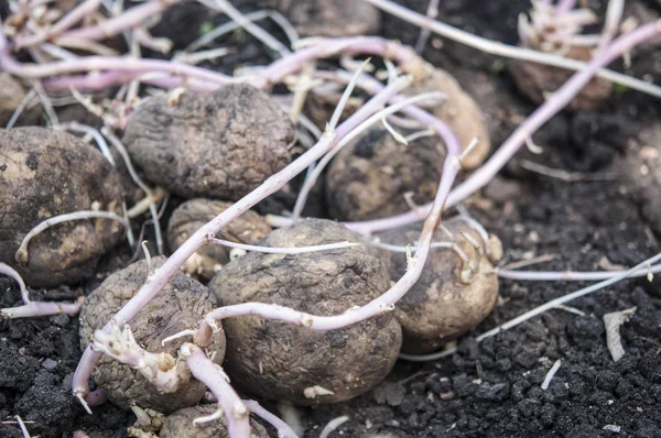 Germinando patatas en el suelo — Foto de Stock