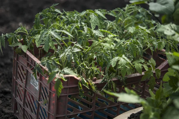 Plántulas de tomate germinadas en suelo y maceta orgánicos . —  Fotos de Stock