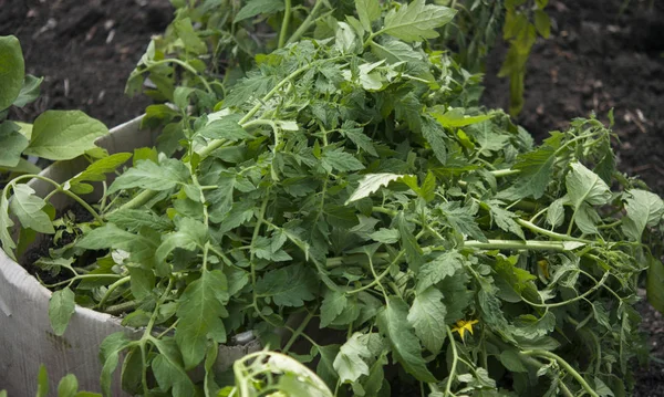 Piantina di pomodoro germogliata in terreno organico e vaso . — Foto Stock