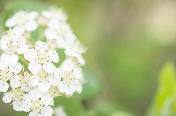 달콤한 보라색 초크베리, 봄에 꽃이 피는 아로니아 프리니폴리아. — 스톡 사진
