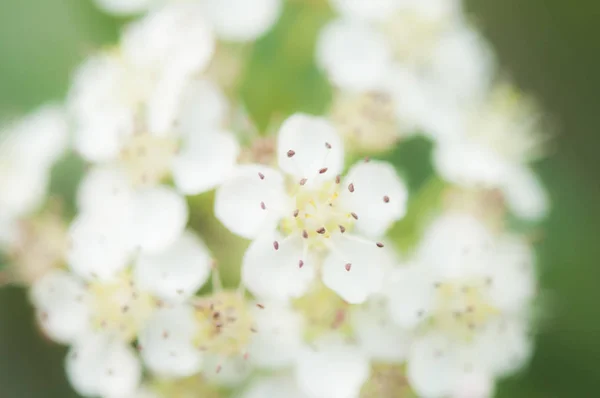 Gargantilla morada dulce, Aronia prunifolia floración en primavera . —  Fotos de Stock