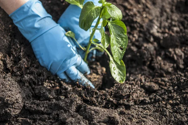 Manos plantando una plántula en el suelo —  Fotos de Stock