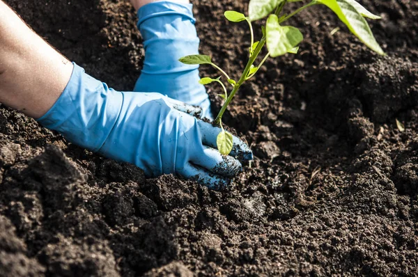 eller toprağa bir fidan dikim
