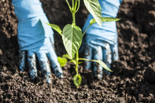 Hände pflanzen einen Sämling in die Erde — Stockfoto