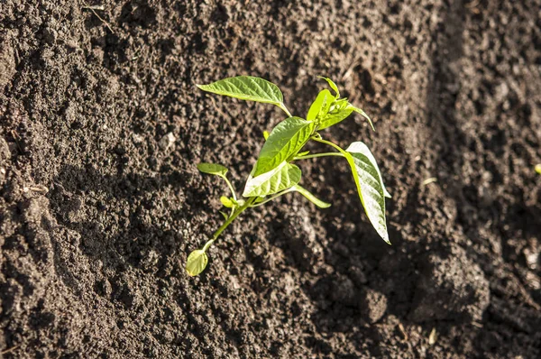 Mani piantare una piantina di semenzaio nel terreno — Foto Stock