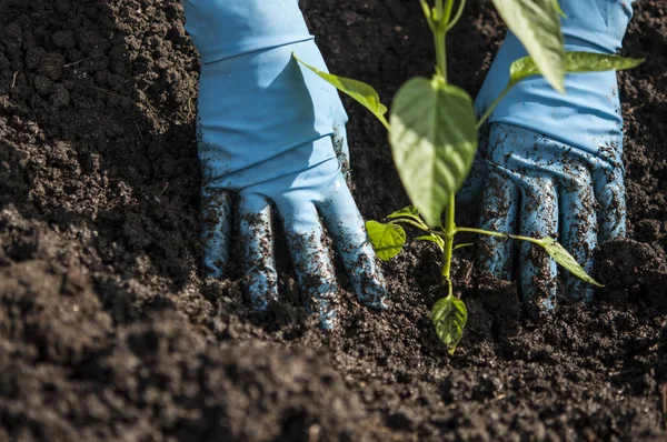 Mani piantare una piantina di semenzaio nel terreno — Foto Stock