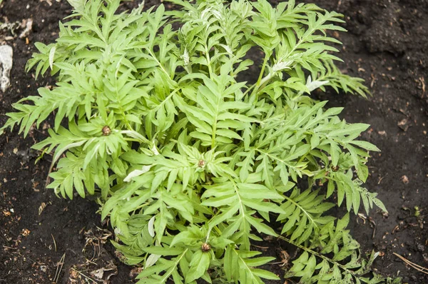 Green sprout preparing for planting in garden — Stock Photo, Image