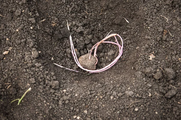 Germinating potatoes on the ground — Stock Photo, Image