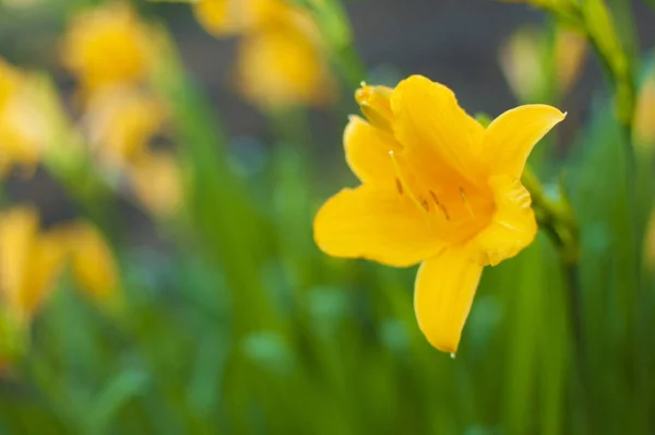 Cabang bunga Hemerocallis lilioasphodelus (juga disebut Lemon — Stok Foto