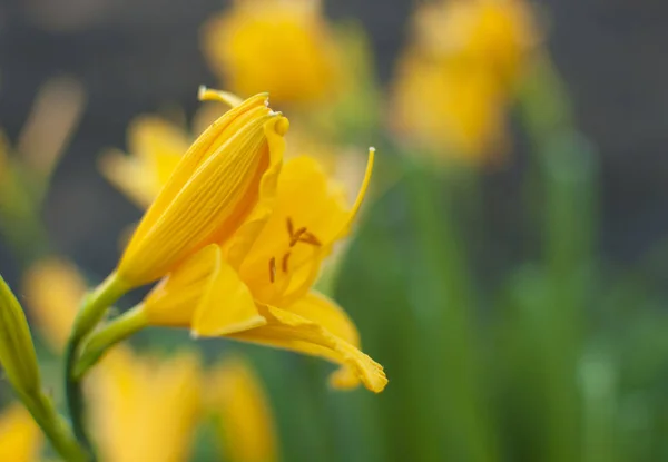 Gałąź kwiatu hemerocallis lilioasphodelus (zwany także cytryną — Zdjęcie stockowe