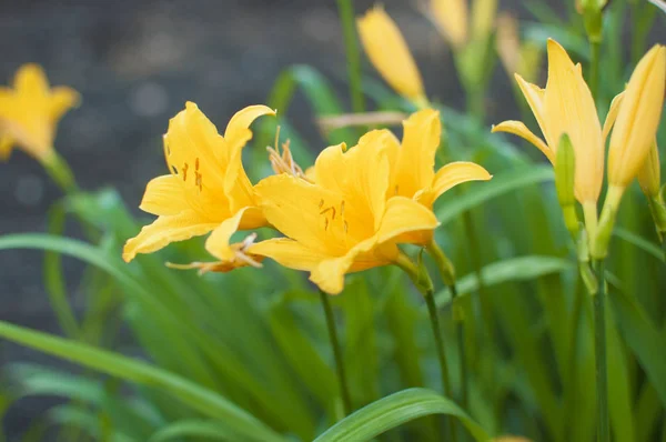 Cabang bunga Hemerocallis lilioasphodelus (juga disebut Lemon — Stok Foto