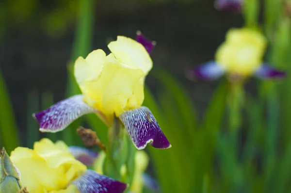 Iris, gelb mit Tigermuster-Miniatur im Makro — Stockfoto