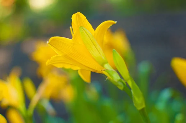 Cabang bunga Hemerocallis lilioasphodelus (juga disebut Lemon — Stok Foto