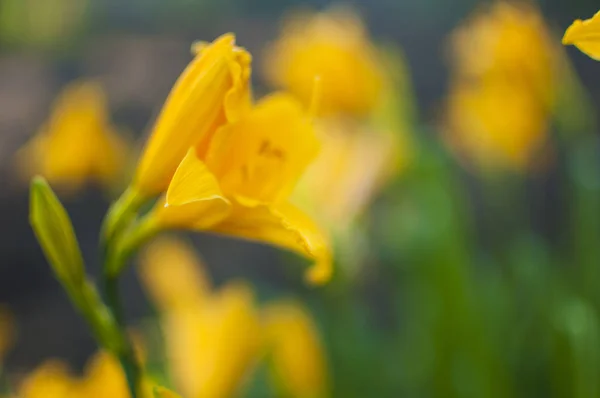 Bello hemerocallis, fiore giallo — Foto Stock
