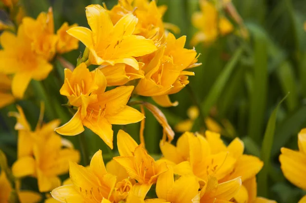 Ramo di fiore Hemerocallis lilioasphodelus (chiamato anche Limone — Foto Stock