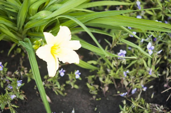 Cabang bunga Hemerocallis lilioasphodelus (juga disebut Lemon — Stok Foto