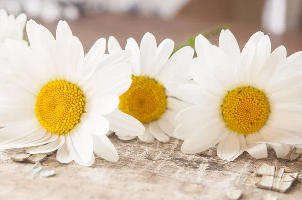 Chamomile flowers on wooden background with copy space — Stock Photo, Image