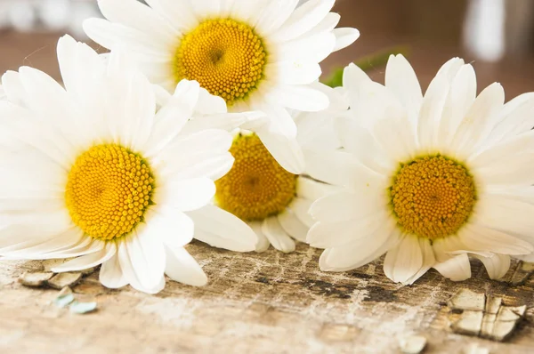 Flores de manzanilla sobre fondo de madera con espacio para copiar — Foto de Stock