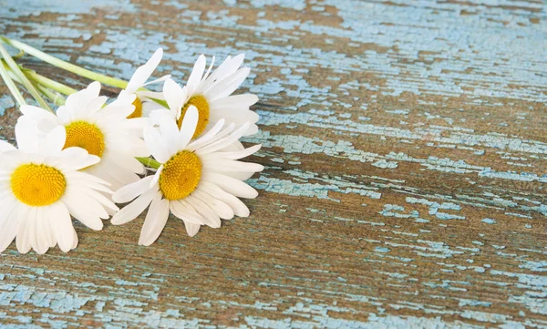 Chamomile flowers on wooden background with copy space — Stock Photo, Image