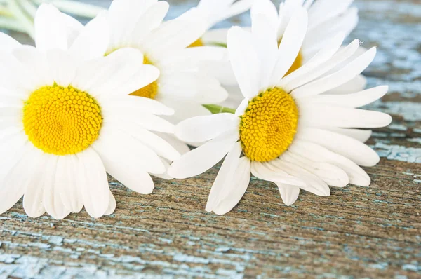 Flores de camomila em fundo de madeira com espaço de cópia — Fotografia de Stock