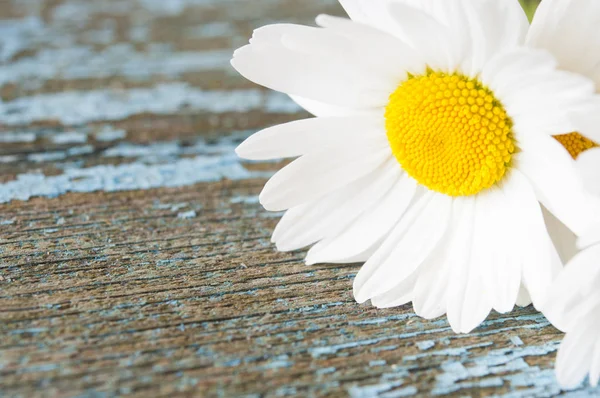 Chamomile flowers on wooden background with copy space — Stock Photo, Image