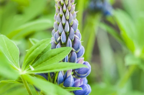 Primo piano macro colpo di vibrante viola fiori di Lupine — Foto Stock