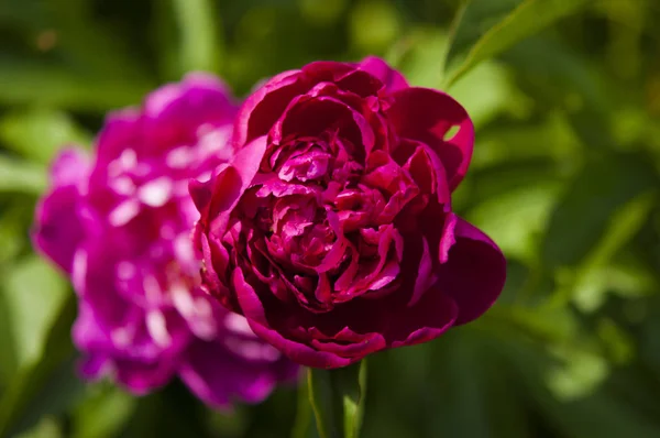庭で大きなピンクの牡丹の花 — ストック写真