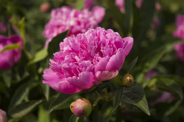 Duża różowa piwonia kwiat w ogrodzie — Zdjęcie stockowe