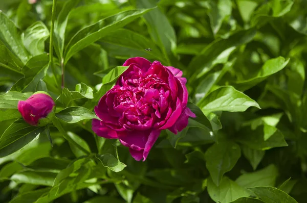 Gran flor de peonía rosa en el jardín —  Fotos de Stock