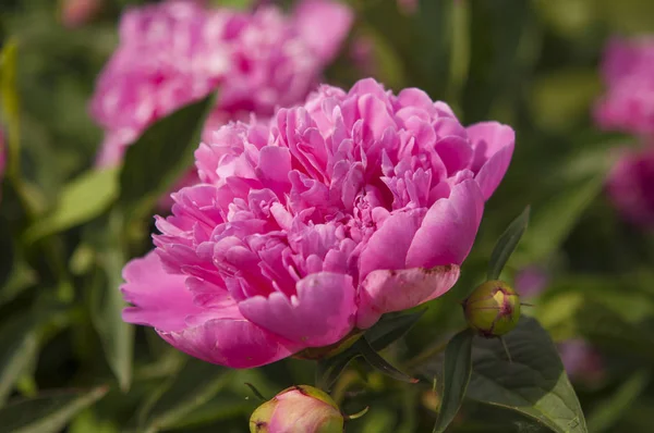 Grote roze pioen bloem in tuin — Stockfoto