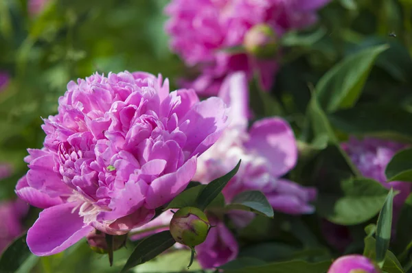 Big pink peony flower in garden — Stock Photo, Image