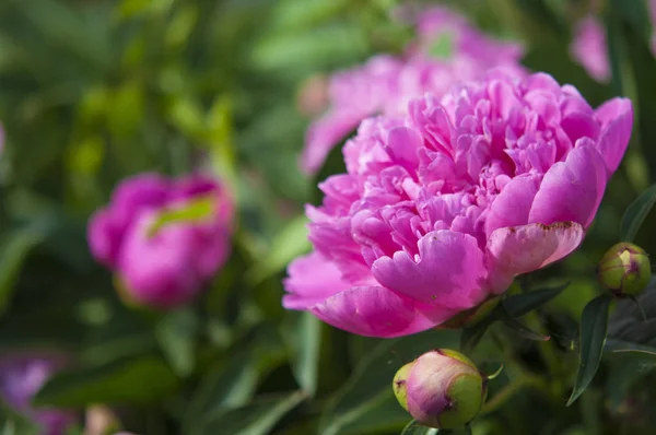 Duża różowa piwonia kwiat w ogrodzie — Zdjęcie stockowe