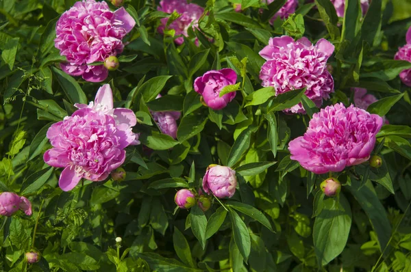 庭で大きなピンクの牡丹の花 — ストック写真