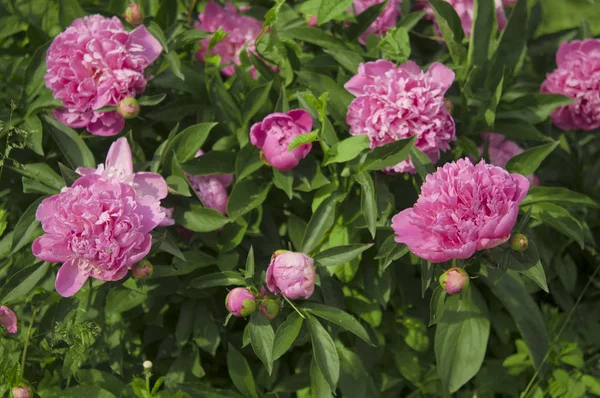 Grande flor de peônia rosa no jardim — Fotografia de Stock