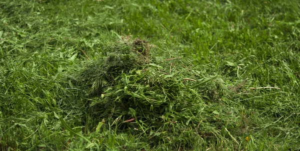 Mown Lawn Lane tussen unmown gazon in de zonnige zomertuin — Stockfoto