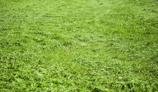 Mown lawn lane among unmown lawn in the sunny summer garden — Stock Photo, Image