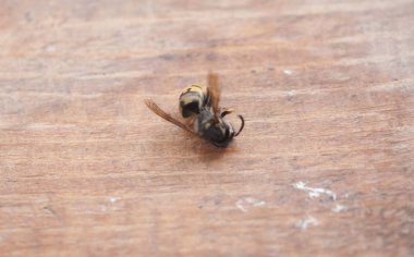 ölü bir wasp makro