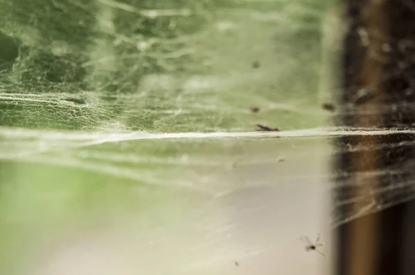 Spider web is in the corner of the old window. — Stock Photo, Image