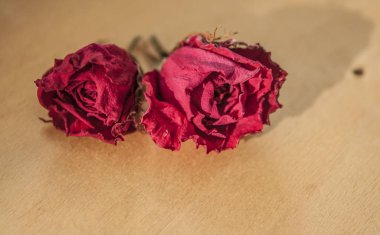 Beyaz arka plan üzerinde kurutulmuş kırmızı gül